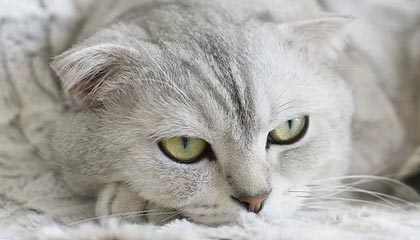 开云体育平台-英雄联盟 冬季赛激战正酣，lol冬季赛2020什么时候开始